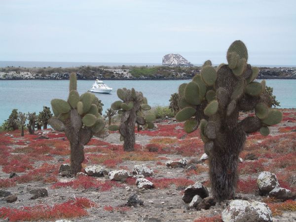 auf den Galapagos - Islas Plazas