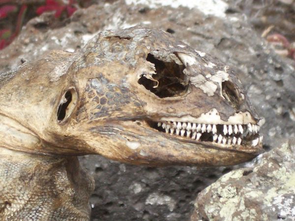 auf den Galapagos - ein Skelett