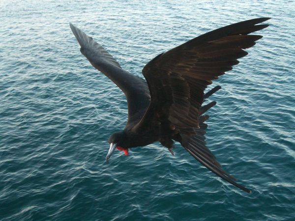 auf den Galapagos - ein Fregattvogel im Flug