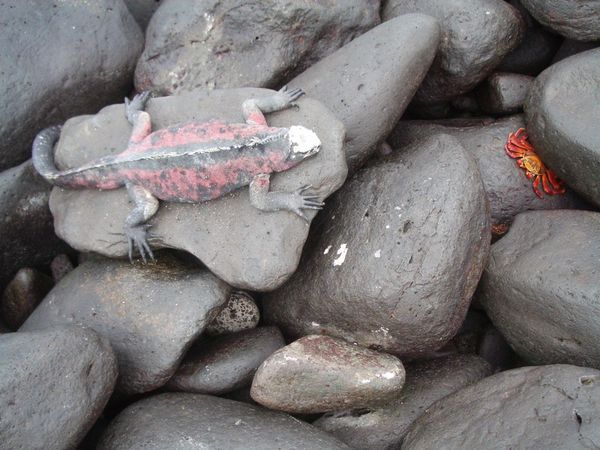 auf den Galapagos - Meerechse gegen Lavakrabbe