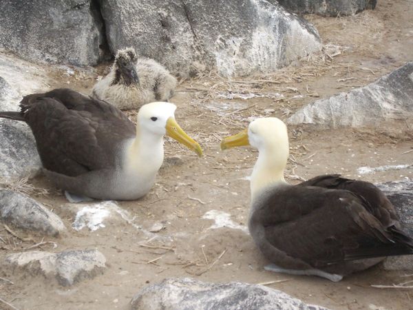 auf den Galapagos - zwei Albatrosse