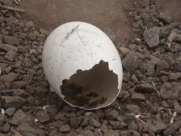 auf den Galapagos - ein defektes Ei