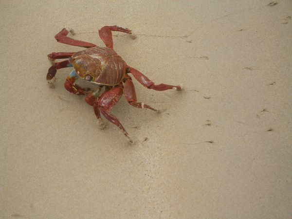 auf den Galapagos - eine Krabbe