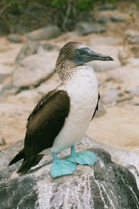 auf den Galapagos - ein Blaufusstoelpel