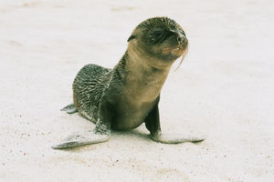 auf den Galapagos - ein junger Seeloewe