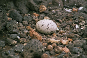 auf den Galapagos - irgendein Ei