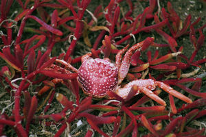 auf den Galapagos - eine Krabbe