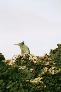 auf den Galapagos - ein Heron