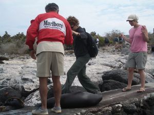 auf den Galapagos - die Seeloewen wollten den Weg nicht frei machen