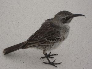 auf den Galapagos - ein kleiner Vogel, der ueberhaupt nicht scheu war