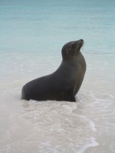 auf den Galapagos - ein Seeloewe