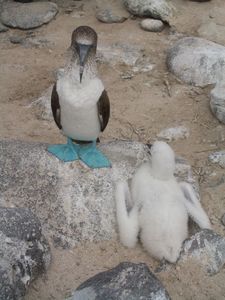 auf den Galapagos - ein Blaufusstoelpel und ein Jungtier