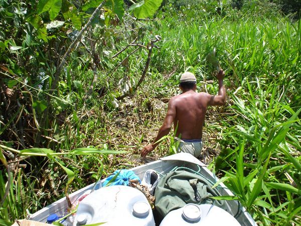 auf der Dschungeltour - Joaquin und Luis kaempfen sich durch die Suempfe