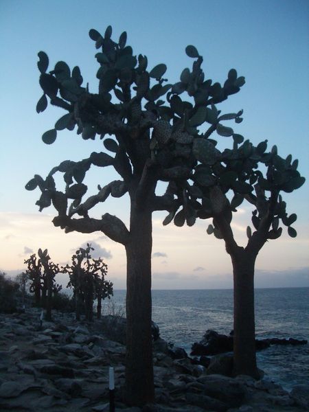 auf den Galapagos - Kakteen im Sonnenuntergang 