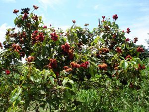 auf der Dschungeltour - ein Baum voller Fruechten zur Farbgewinnung