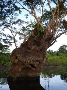 auf der Dschungeltour - ein spezieller Baum