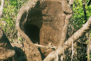 auf der Dschungeltour - hier wohnen Fledermaeuse