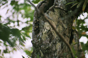 auf der Dschungeltour - zwei Aeffchen schauen aus ihrem Nest heraus