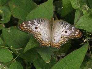 Los Llanos-Tour - San Vicente - ein Schmetterling