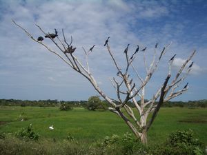 Los Llanos-Tour - San Vicente - Voegel auf dem Baum