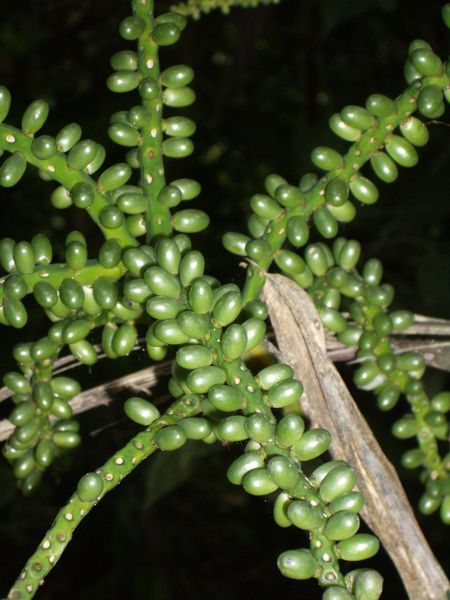 Corcovado Nationalpark - irgndeine Pflanze