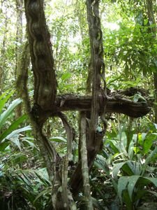 El Castillo - Dschungeltour beim Rio Bartolo - die Natur findet ihren Weg