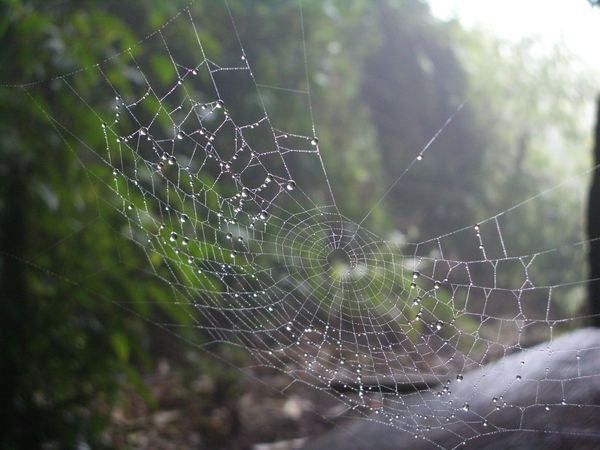 Selva Negra - ein Spinnennetz