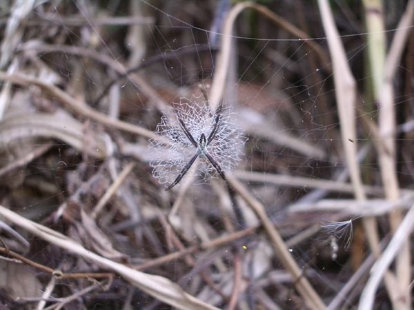 Nationalpark Capiro y Calentura - eine Spinne