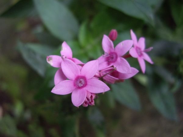 Nationalpark Celaque - eine Blume