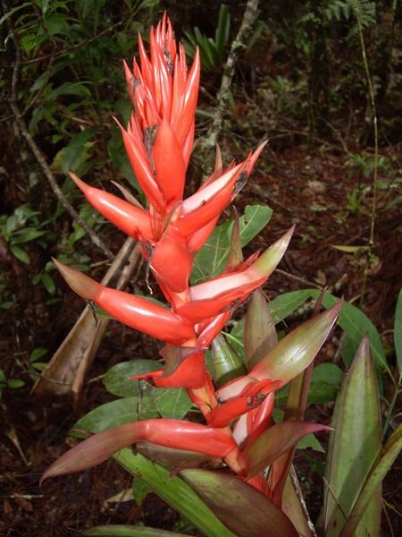 Nationalpark Celaque - eine Pflanze