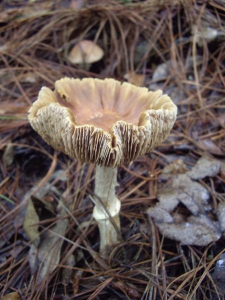 Nationalpark Celaque - ein Pilz
