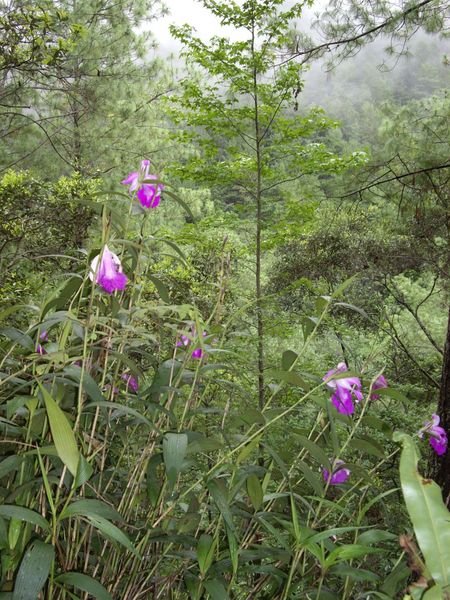 Nationalpark Celaque - Blumen
