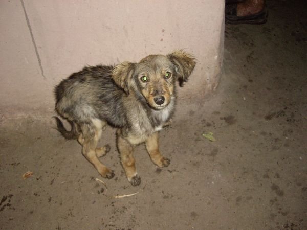 Nationalpark Celaque - der anhaengliche Hund von Alejandrina