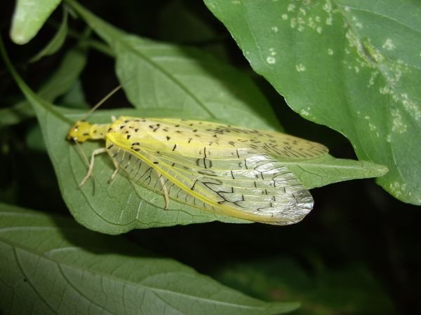 Tacuba - Nationalpark El Impossible - ein Insekt