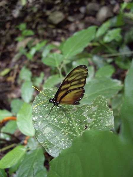 Tacuba - Nationalpark El Impossible - ein Schmetterling