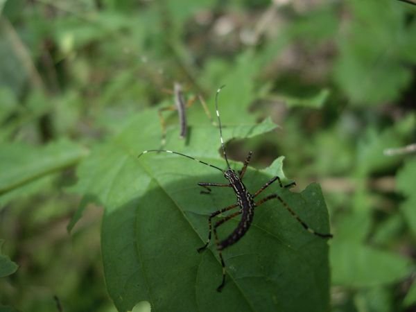 Tacuba - Nationalpark El Impossible - ein Insekt