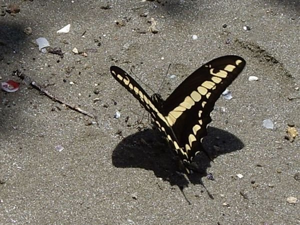 ein Schmetterling