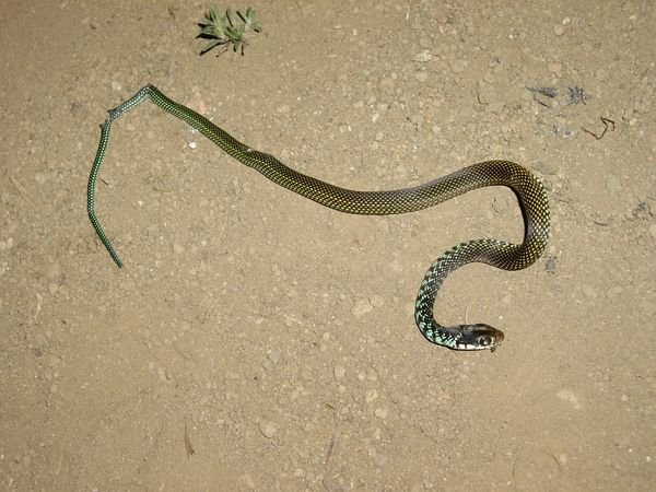 Catemaco - eine tote Schlange