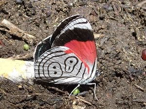 ein Schmetterling