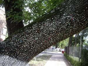 Morelia - ein Baum voller Kaugummis - er soll Glueck bringen