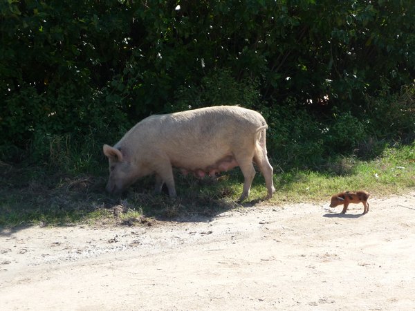 La Herradura - das grosse und das kleine Schwein