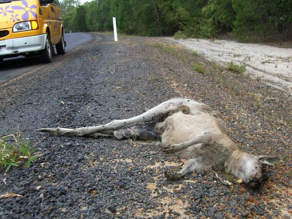 Dead Kangaroo