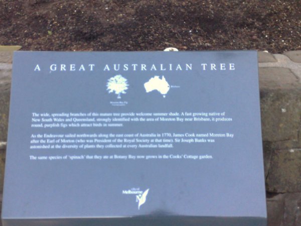 Aust Tree