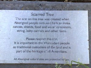 Scarred Tree