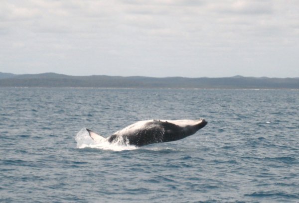 Whale watch 1