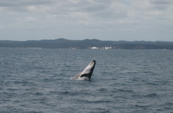 Whale watch 5