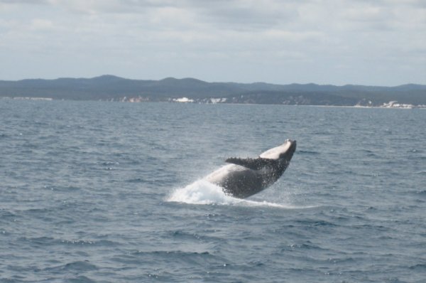 Whale watch 6