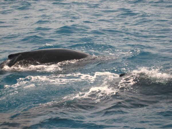 Whale watch 7