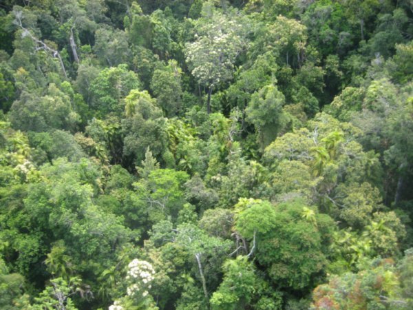 Rainforest 2