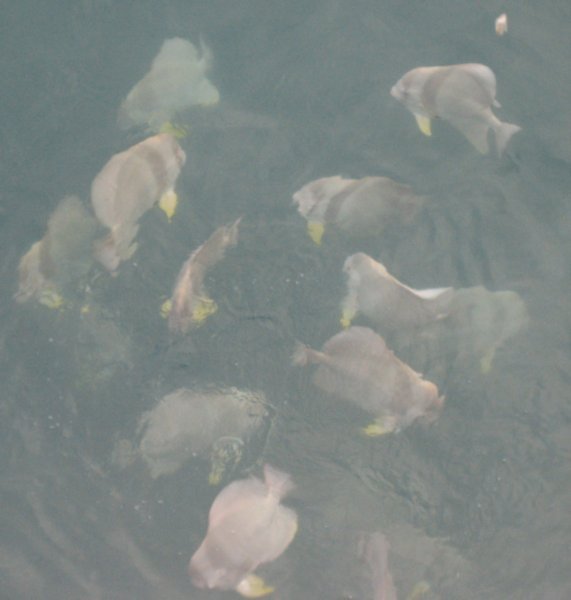 Darwin Harbour Fish